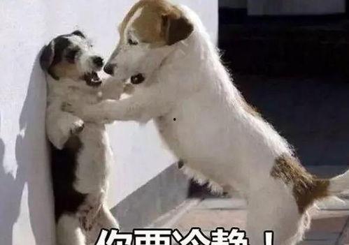 娱乐吃瓜酱中狗妈,娱乐吃瓜酱中的明星宠妈故事