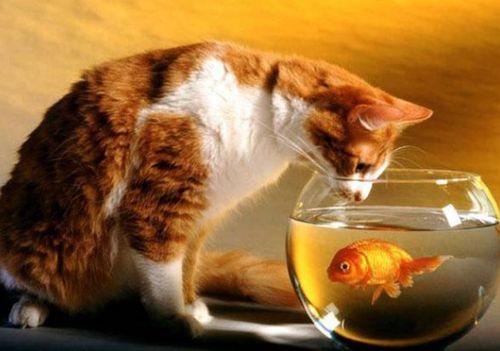 娱乐吃瓜菌猫猫,揭秘娱乐圈那些不为人知的幕后故事