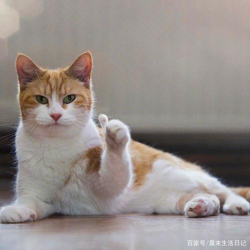 娱乐吃瓜菌猫猫,揭秘娱乐圈那些不为人知的幕后故事