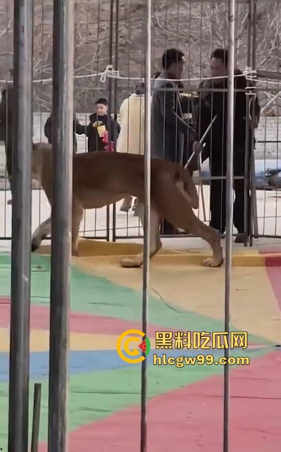 山西运城大年初三狮子突然发疯当街撕咬活人 驯兽师狂揍都没用 死咬不松口！-11